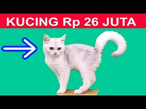 UNBOXING KUCING LUCU DAN CANTIK Rp 26 JUTA