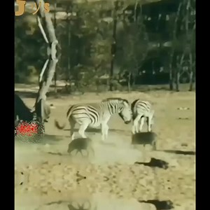 785K views · 10K reactions | wildlife_nature #wildlife #africanwildlife #wildlifevideos #natgeowildlife #photography #wildlifeworld #ocean #fish #owl #tiger #deer #eagle #birds #shorts #reels #naturephotography #trending #animallovers #funnywildlife #crazywildlife #wildlifedocumentary #pet #amazingwildlife #animalsonland #wildlifekingdom #oceanlife #ytshorts #fbreels #AmaZing #viral #animalfighting #aquaticwildlife #videooftheday #entertainment | 홀홖활홡홚 홎홞황홚홨 ヅ | Facebook