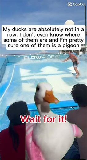 FlowRider FAIL on Royal Caribbean! It Didn’t End Well