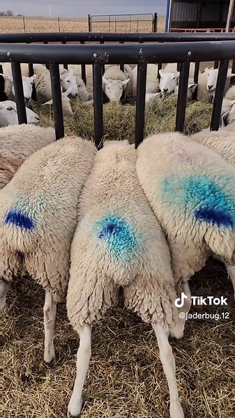 Cheviot Sheep Farming: 17 Days After - Livestock Update