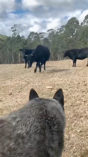 ⚠️No Toast Blue Heeler #shorts🍻