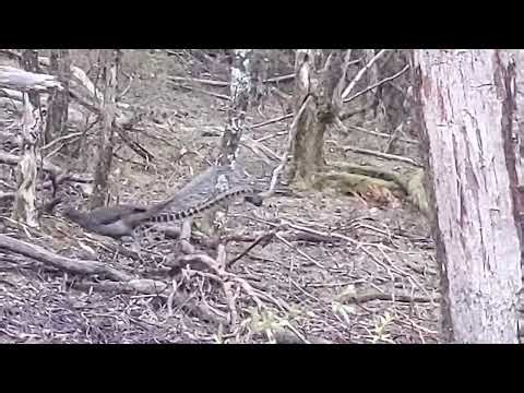 Lyrebird scratching around for a feed and having a sing
