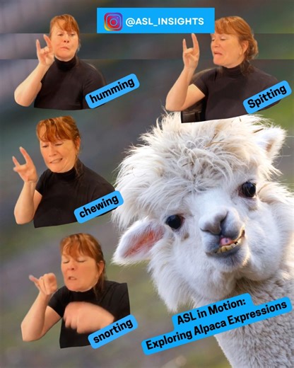 Character Development Through Animal Energy: Channel Your Inner Alpaca! Want to elevate your expressive movement or storytelling? Take a cue from the alpaca—yes, the fluffy, drama-prone camelid! Alpacas are masters of non-manual signals: posture shifts, ear flicks, humming, snorting, and even the occasional spit-take. These subtle behaviors offer rich inspiration for classifier handshapes and physical storytelling. Movement Cues to Explore: • Chewing = calm or contemplation • Humming = curiosity