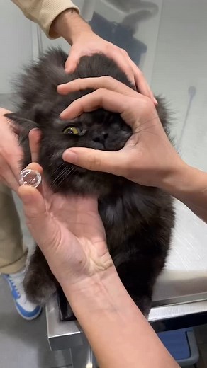 ᴠᴇᴛ ᴀʀɢᴇɴᴛᴜᴍ on Instagram‎: "Re-Posted • @aachensv 🔃 GONIOSCOPY Etymology: “Gonia” (angle) + “Skopein” (examine). It is used to examine the iridocorneal angle. What does this additional test to the ophthalmological examination consist of? Topical anesthetic, cohesive gel to hold the lens and some form of magnification (slit lamp, direct ophthalmoscope) are used. In dogs a special lens (goniolens) is used and in cats the angle can be observed directly without the need for a lens, although with i