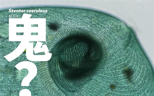 单细胞生物能长多大？