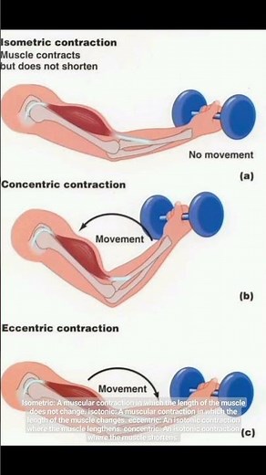 Isometric vs Isotonic Exercises #kinesiology