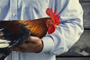 Can I Neuter My Rooster? (When, why, how) – ChickensLife