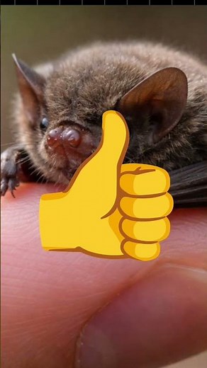 🦇 World’s Smallest Bat! (Smaller than a coin) #shorts #facts #ytshorts #viral