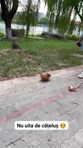 397K views · 3.4K reactions | #dog #doglover #puppy #funnyreels | George Dice | Facebook