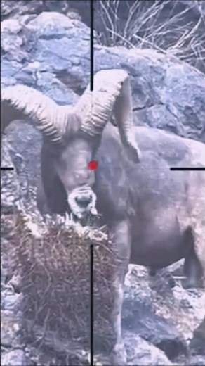 Wild Mountain Goat Hunting in Rocky Mountains | Amazing Alpine Ibex Shot