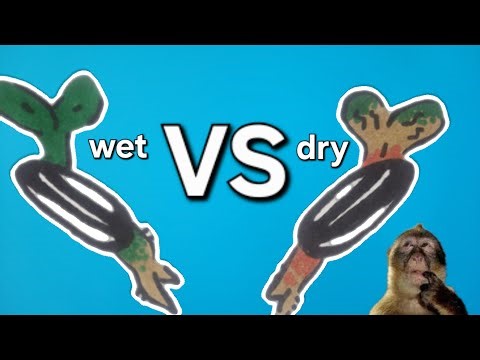 How to dry a seedling to determine dry weight.