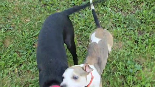 2.3K views · 37 reactions | Velma (Black Lab pup) and Donnor (Terrier low rider pup) have such fun playing together in their foster home! They are each hoping their dreams will come true soon in finding a family to love forever! To learn more about Velma and Donnor and all of our other amazing dogs and pups looking for homes, visit our website: https://dollyslegacyanimalrescue.org/available-dogs/ | Dolly's Legacy Animal Rescue | Facebook