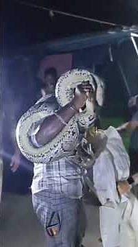 Giant Indian Rock Python recovered by Deep Sutradhar NGO member and Forest Department#viralvideo
