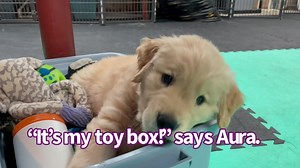 45K views · 3.8K reactions | Aura [Aura/Serenity Litter] had her creative way of playing in the toy box. She entertained us endlessly before she went to her forever home! ❤️殺 | GoldenSoul Dogs | Facebook