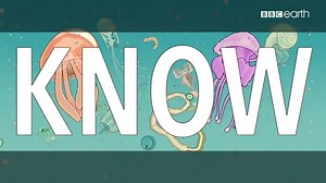 49K views · 1.7K reactions | If you love the world, know and love your plankton. They do more for you than you might think. | BBC Earth | Facebook