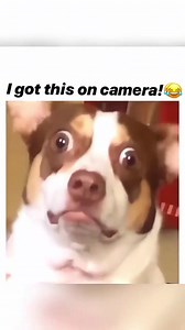 1.5M views · 10K reactions | Funny dogs compilation | Cuteyfunny | Facebook
