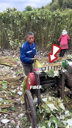 Fiber Stripping Machine🌱🤯#farming