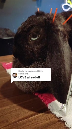 DIY Taxidermy Process: How to Taxidermy a Bunny