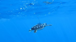10K views · 251 reactions | And they're off!  Five rescued loggerhead turtles were successfully released back into natural habitat this morning at Ningaloo Marine Park in 200m deep water. Watch here as this turtle swims back into the big blue after months of rehabilitation. Read more about this project here: www.dbca.wa.gov.au/news/rescued-loggerhead-turtles-to-return-to-exmouth Video: Dani Rob / DBCA | Parks and Wildlife Service, Western Australia | Facebook