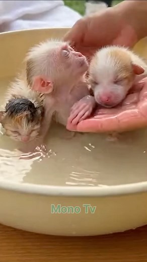 Newborn Baby Monkey Puppy and Kitten enjoyed bath time together 😍😍😘🎊3