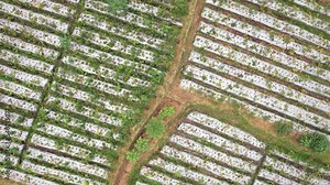 Covered plant bed of pepper in middle of rice fields, top-down aerial shot. Camera fly up while looking straight down, green rice paddy seen around. Balinese agriculture from the air