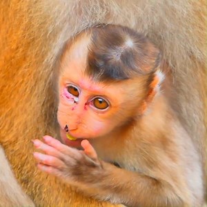 Sad sight as poor monkey injures eye badly after slipping and falling from high fence. | Monkey Cambodia