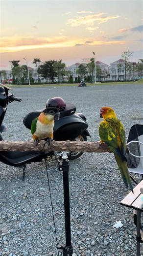 Cute Parrots: Sun Conure and Black Head Caique in Cambodia