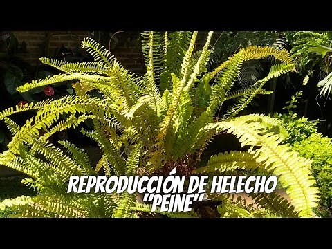 How to reproduce a fern by plant division?