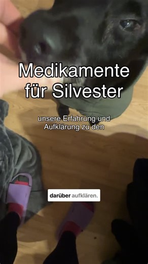 Largo - Tierschutzhund aus 🇫🇷 on Instagram: "Medikamente zu Silvester - ja oder nein? Für uns war das wirklich keine ganz so leichte Entscheidung, zumal wir 2024/2025 (das erste Silvester bei dem er die Medikamente bekommen hatte) schon mit den Nebenwirkungen zu kämpfen hatten. Wir sind aber mit dem Gesamtergebnis zufrieden und können nächstes Jahr vielleicht auch wieder Silvester außer Haus - natürlich mit Largo dabei - feiern. Seine Angst und Panik bei Knallgeräuschen oder auch Gewitter stel