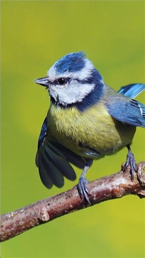 Relaxing Bird Calls for Deep Sleep, Meditation & Focus | Morning Forest Birds Singing Naturally