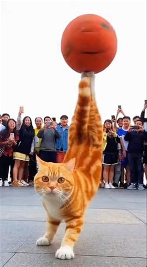 Funny Cat Tricks | Hilarious Moments