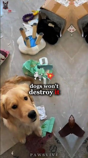 Best Dog Breeds for Apartment Families 🥰