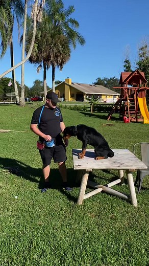 German line vs American line. #rottweiler #docking #taildock #dogtrainingtip #dogtrainingadvice #dog #doglover #dogtips #dogtricks #dogtraining #dogtrainer #doglover #fypシ゚viral | Pet Dogs