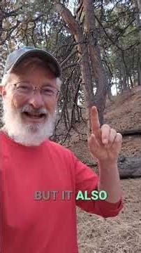 Did Native People Shape These Trees Centuries Ago?