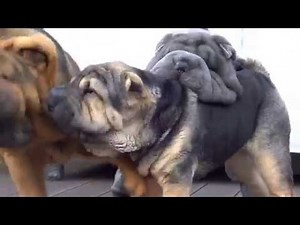 sharpeis playing