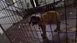 50K views · 688 reactions | Back in June, The Humane Society of the...