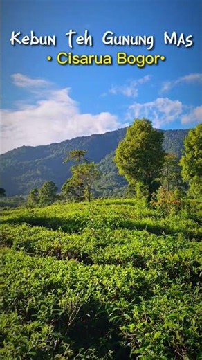 Gunung Mas Tea Plantation Cisarua Bogor #traveling