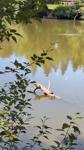 Mr. Turtle Pool! #pond #pondlife #nature #turtle #explore #reels #fbreels #reelsinstagram | Brian Stone