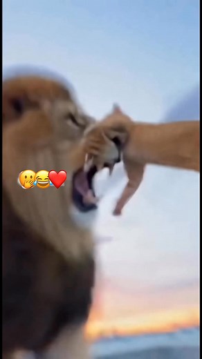 9.2K views · 47 reactions | This cat save this man | Moments Seniors | Facebook