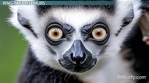 Ring-Tailed Lemurs | Diet, Predators & Appearance