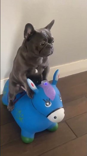 These Bulldogs Knows How To Make People Smile!