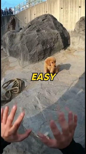 Puppy FELL into the GORILLA ENCLOSURE 😱‼️ #dog #rescue #shorts