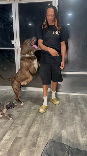 11K views · 424 reactions |  What would you do? When Django wants to play he wants to play ask @thebigdawgclub @bigdawg_weems  #burrnationk9s ⁣ .⁣ .⁣ .⁣ .⁣ .⁣ #animal #animals #cutedog #cutedogs #doggo #doglovers #dogoftheday #dogs #goldenretriever #happydog #lovedogs #pets #petsofinstagram #pup #puppies #puppiesofinstagram #puppygram #puppylife #puppylove #puppyoftheday | Burrnationk9s | Facebook