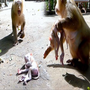 213K views · 1.1K reactions | Poor little monkey. #Animal #Monkey Group: Monkey Stories LIFE | Monkey New | Facebook