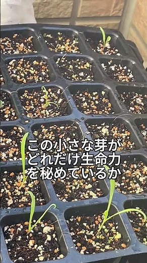 発芽から2週間の変化を追う！ホウレンソウ育苗記録#育苗 #ホウレンソウ #家庭菜園 #成長記録 #農ライフ #家庭菜園初心者 #育苗チャレンジ