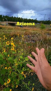 Munds Park Arizona we made it to you 🙌 #arizona #northernaz #flagstaffaz #roadtrip | Arizonatreasurehunt