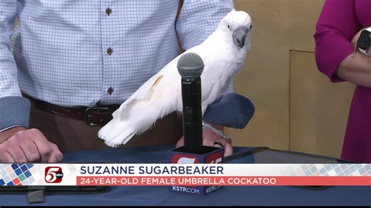 Bird Week: What to know about companion birds