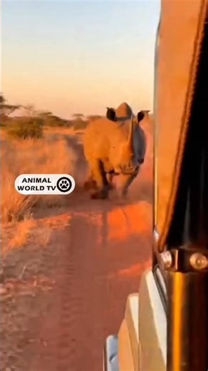 Rhino Follows Safari Jeep To Charge 🦏🔥 #Shorts #animals #viral