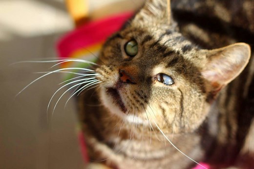 8 Ways to Help Your Blind Cat Have a Safe and Happy Life