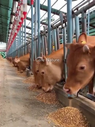 Innovative Techniques in Advanced Cow Farming